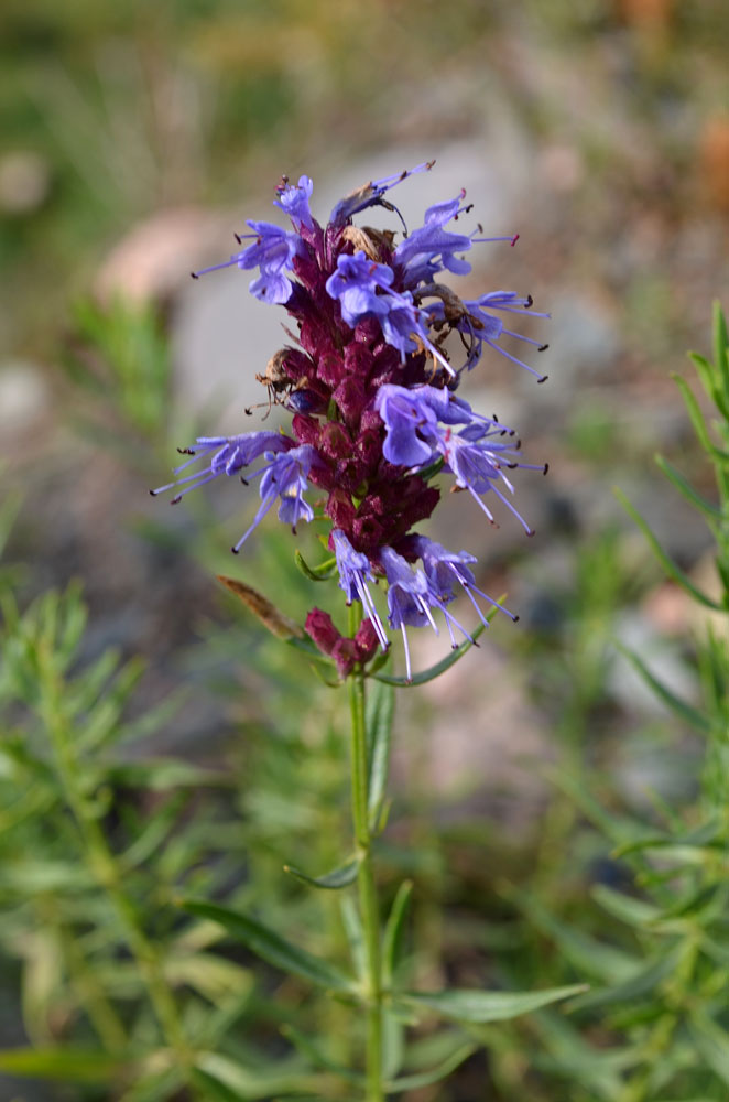 Изображение особи Hyssopus tianschanicus.