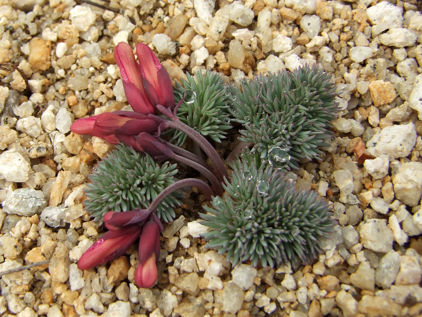 Image of Dicentra peregrina specimen.