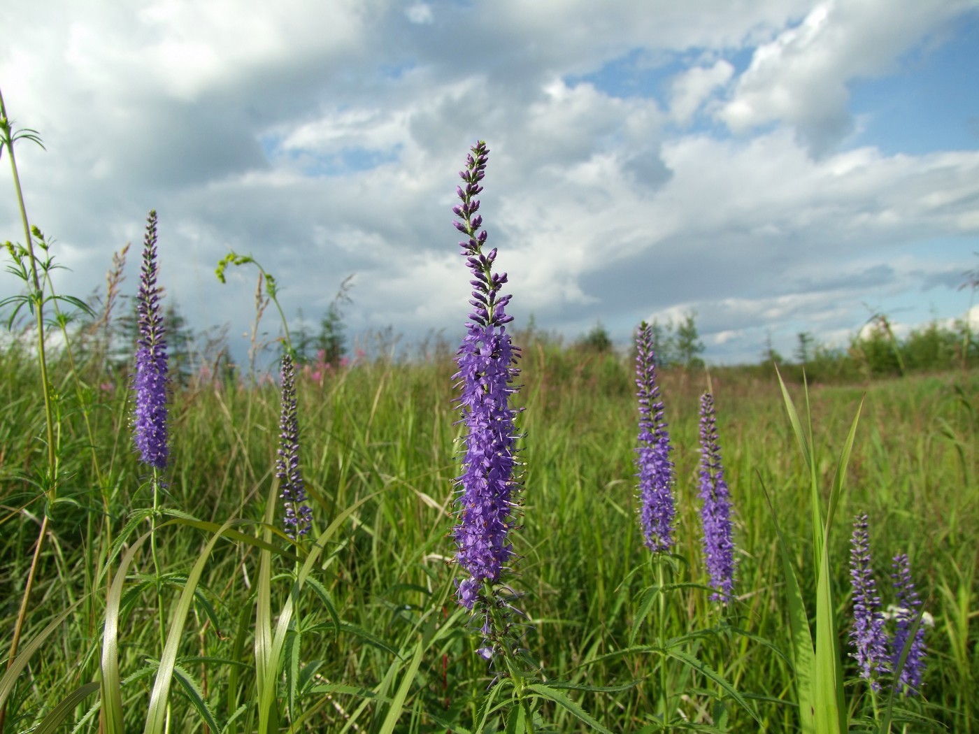 Изображение особи Veronica longifolia.