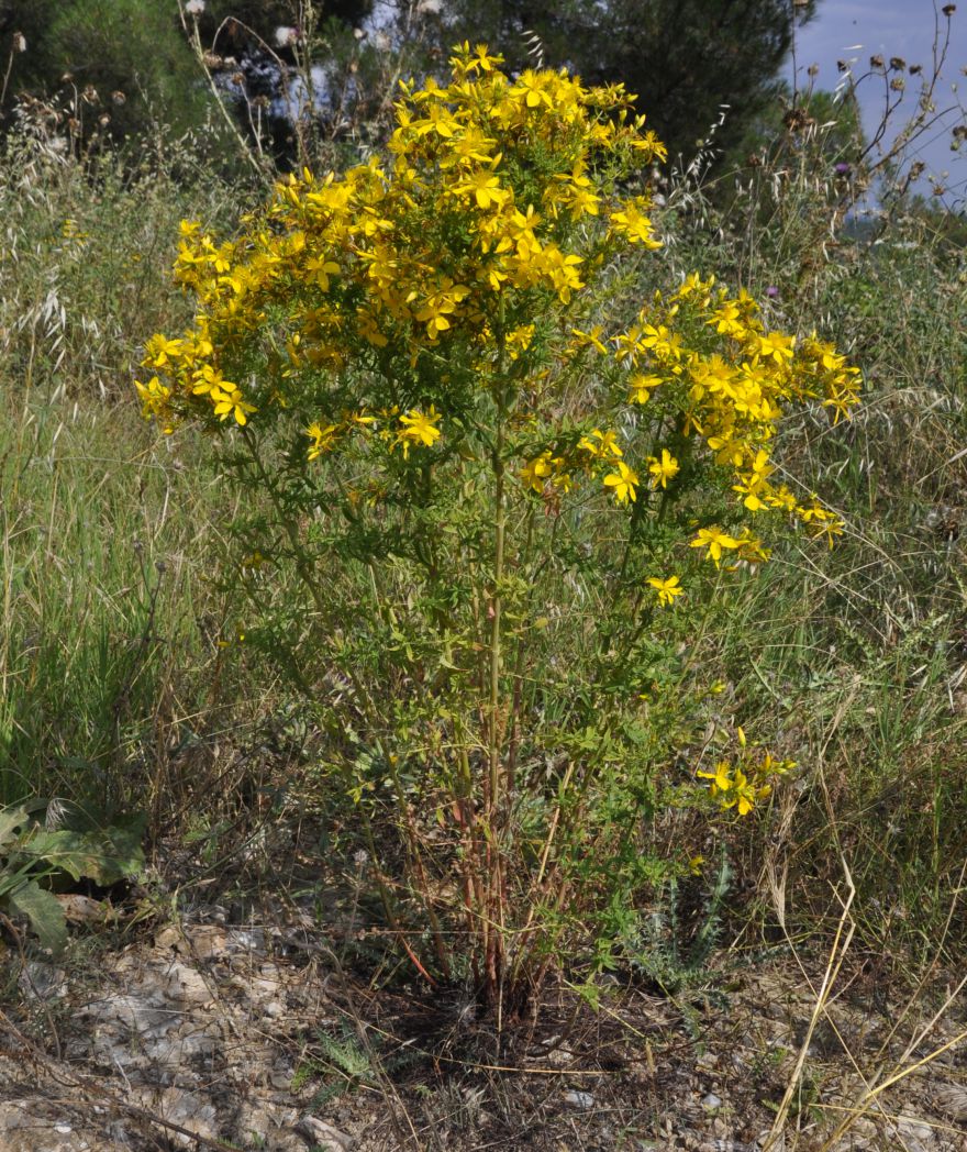 Изображение особи Hypericum perforatum.