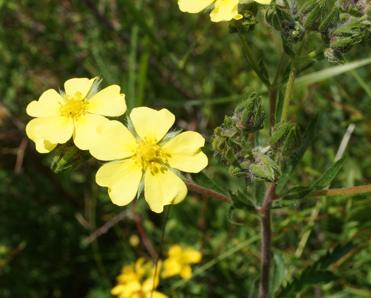 Изображение особи Potentilla recta.