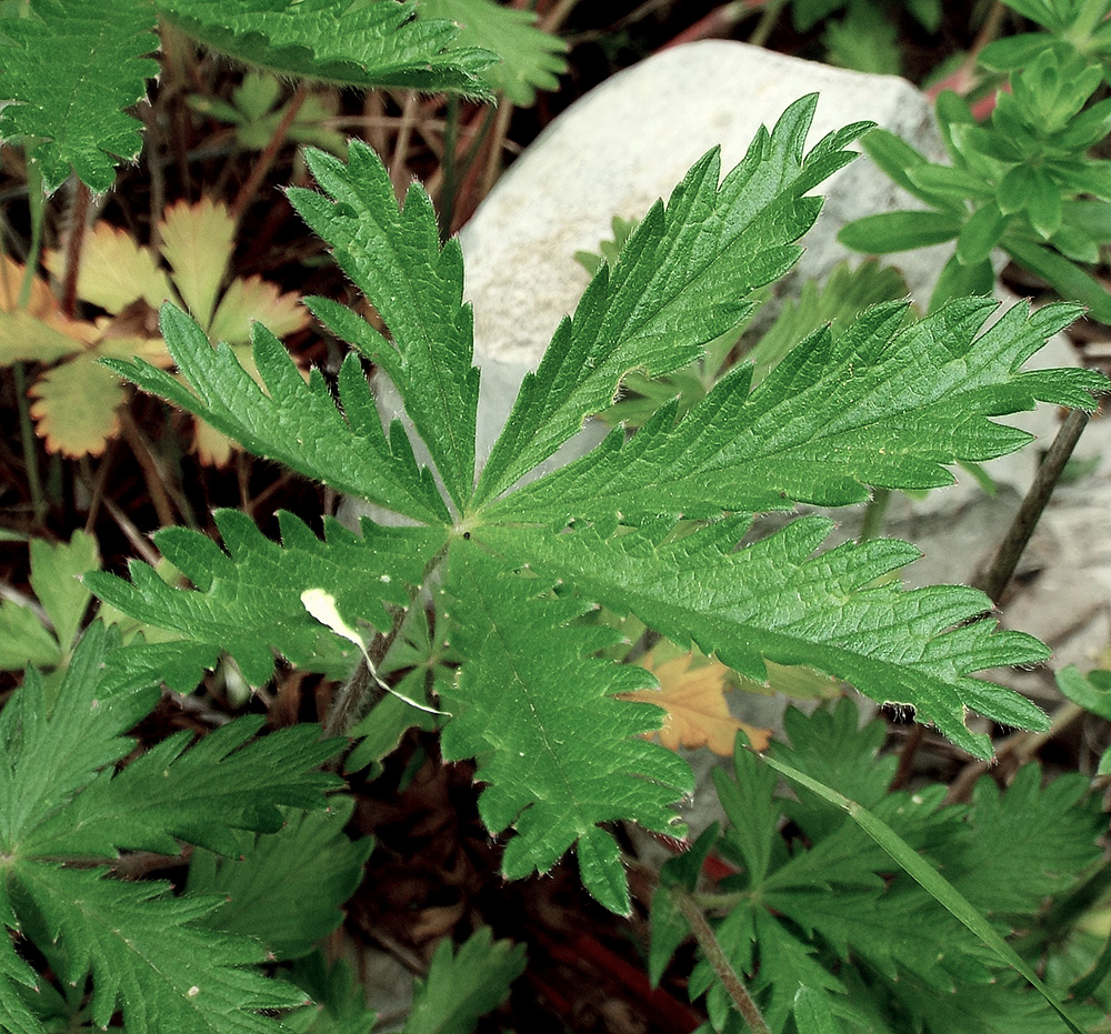 Image of Potentilla caucasica specimen.