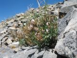 Astragalus variegatus