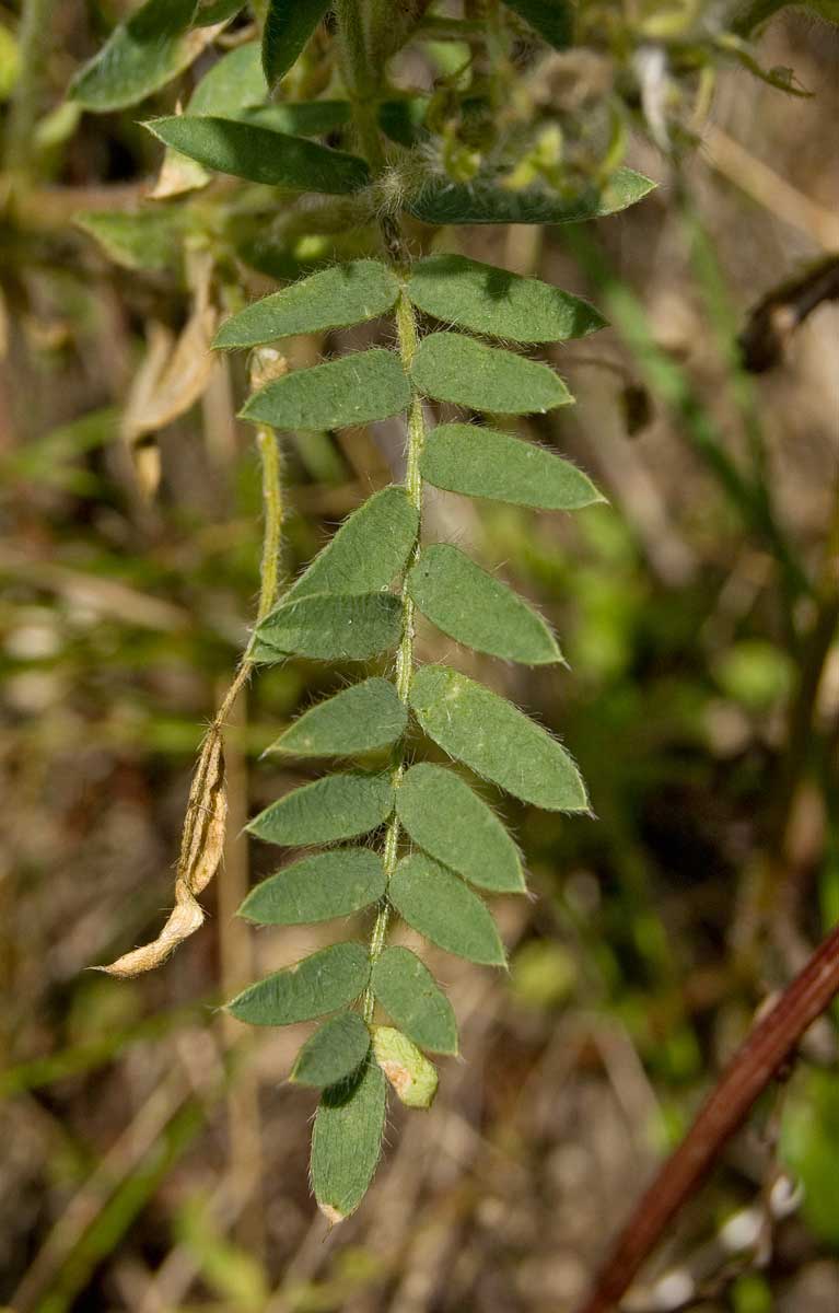 Image of Oxytropis kungurensis specimen.