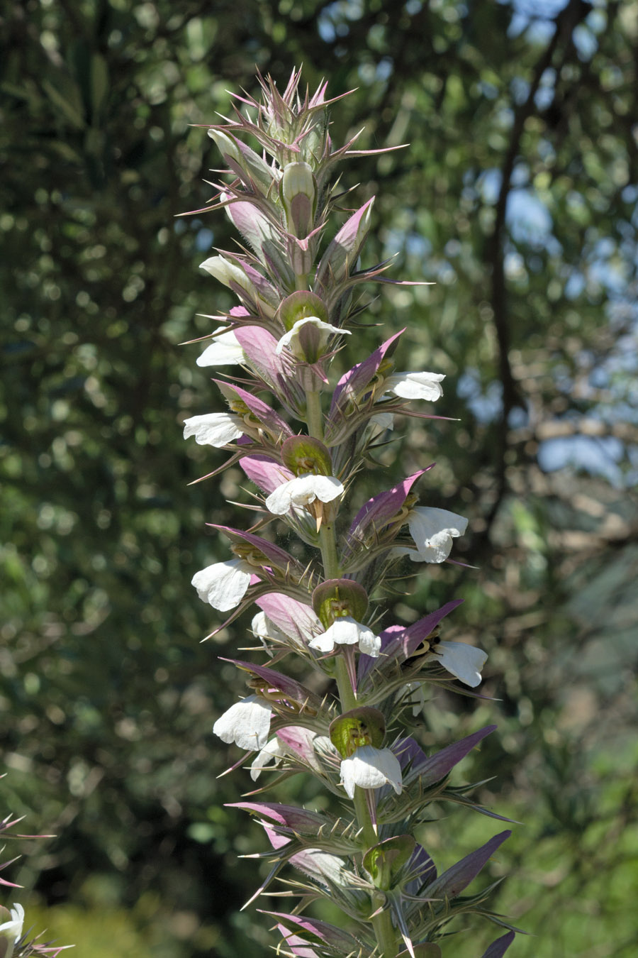 Изображение особи Acanthus spinosus.