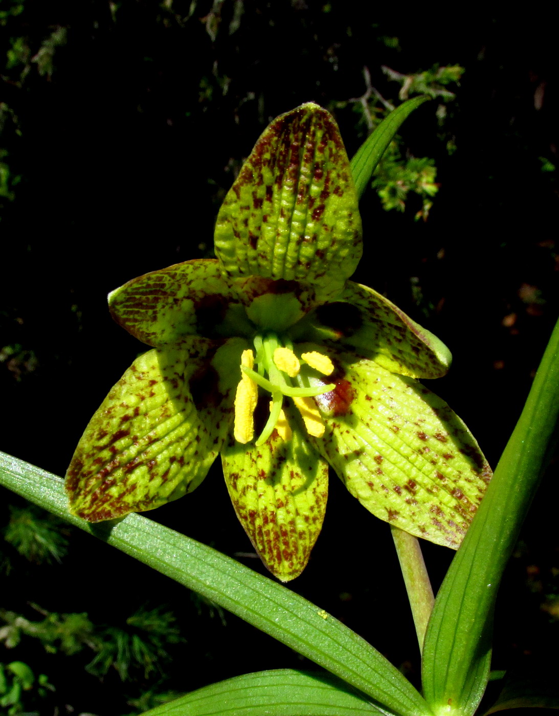 Image of Fritillaria sajanensis specimen.