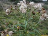 Senecio paludosus