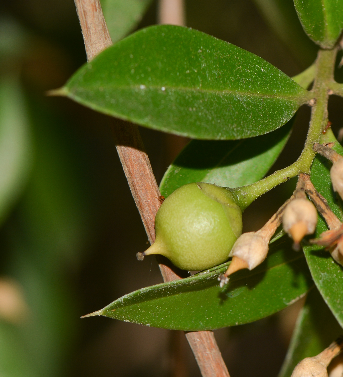 Изображение особи Bonellia macrocarpa.