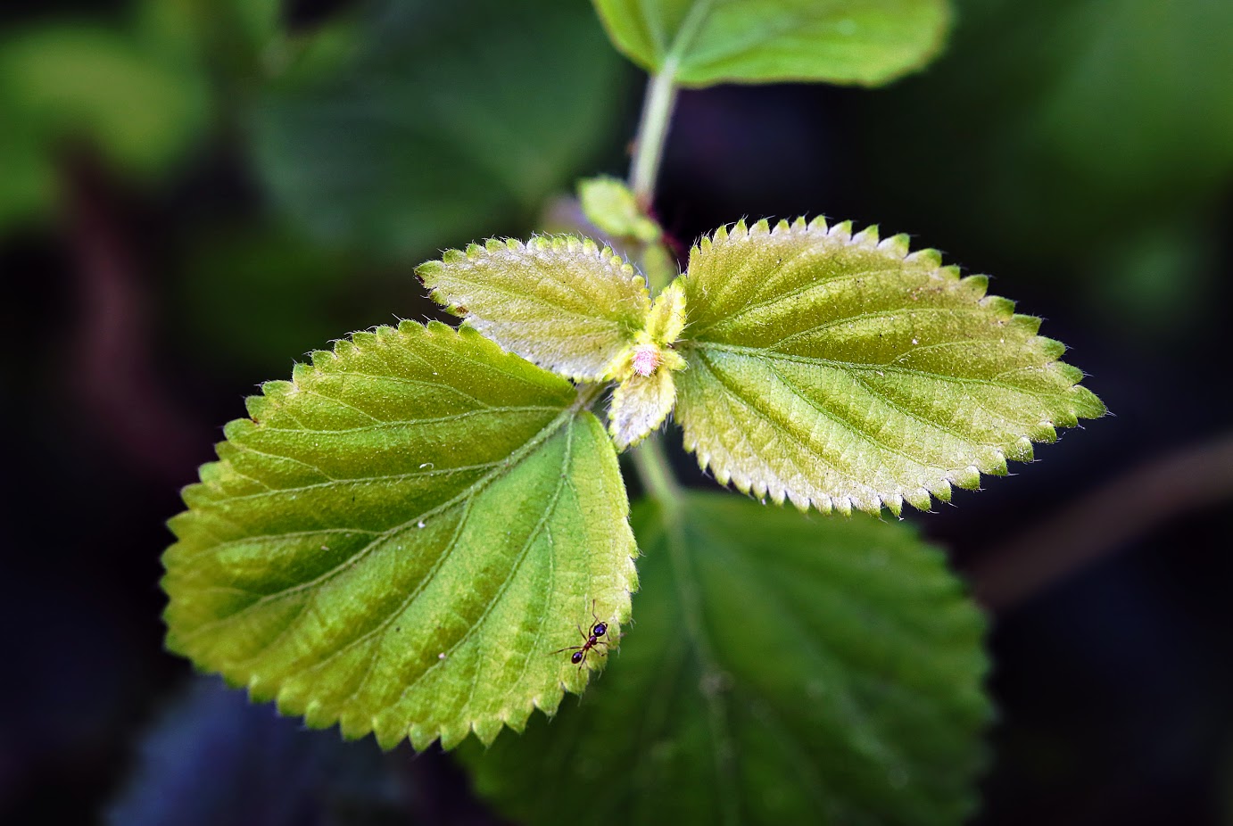 Image of Acalypha herzogiana specimen.