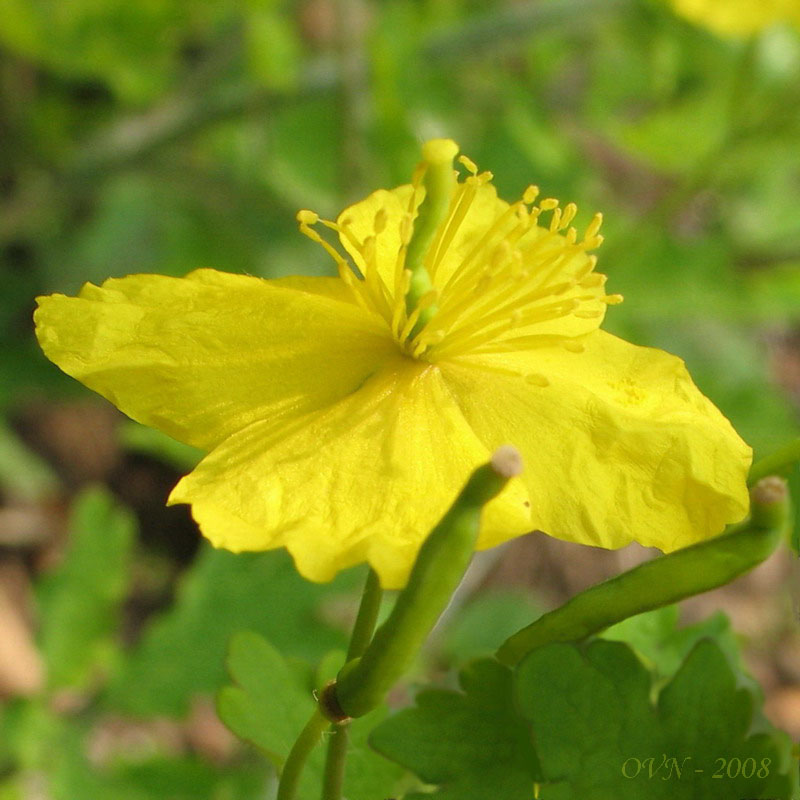 Изображение особи Chelidonium asiaticum.