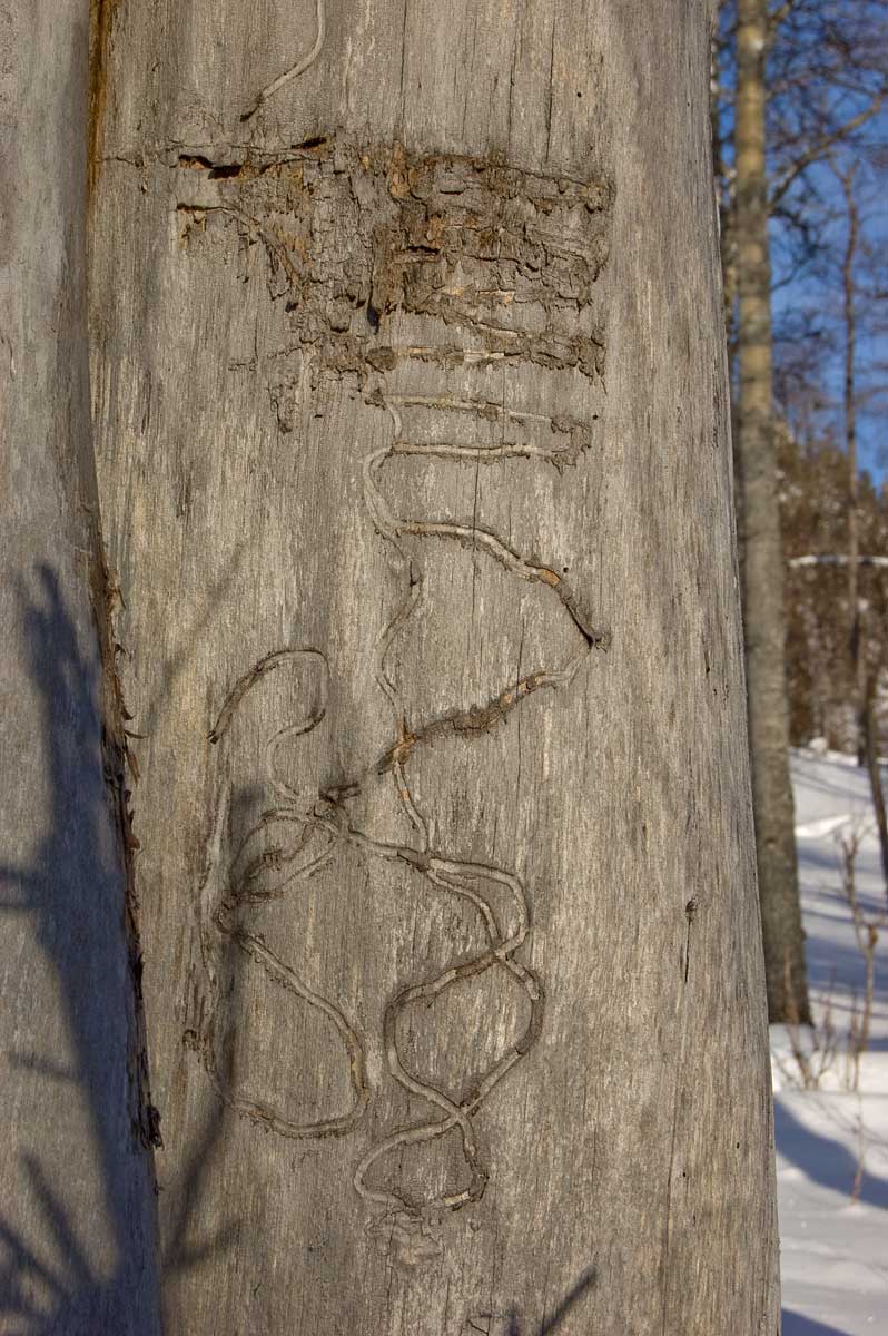 Изображение особи Populus tremula.