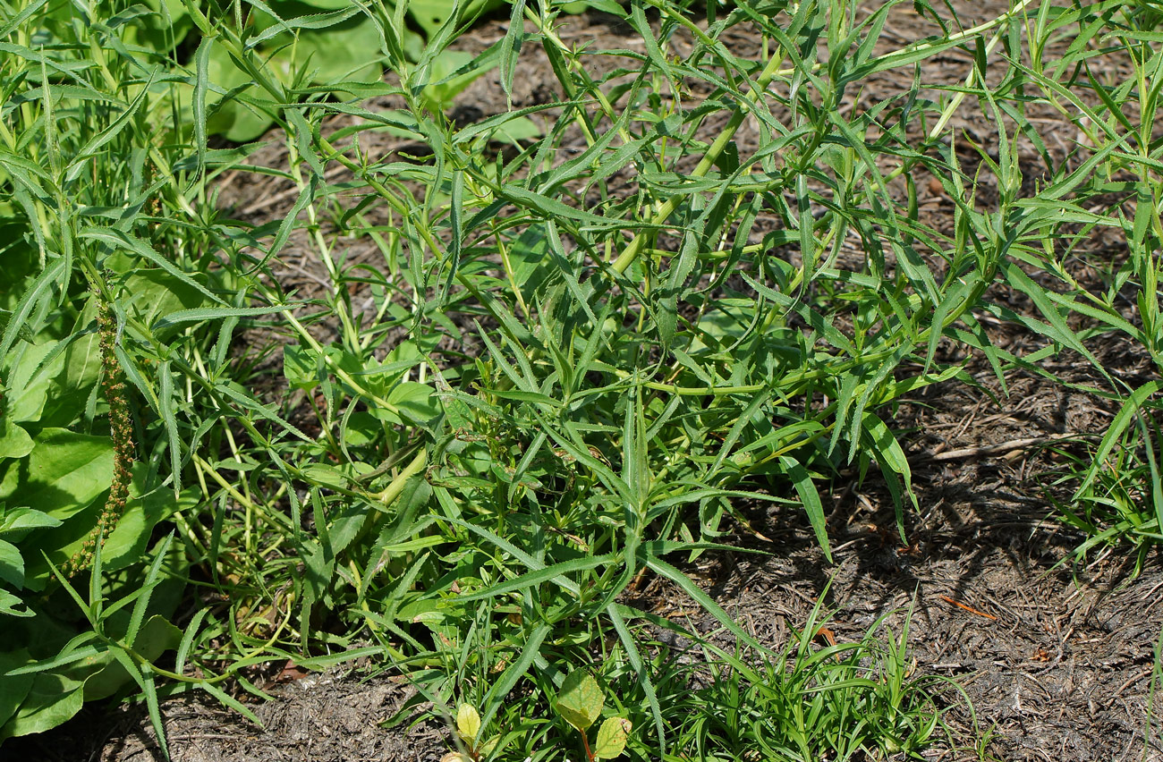 Image of Achillea cartilaginea specimen.