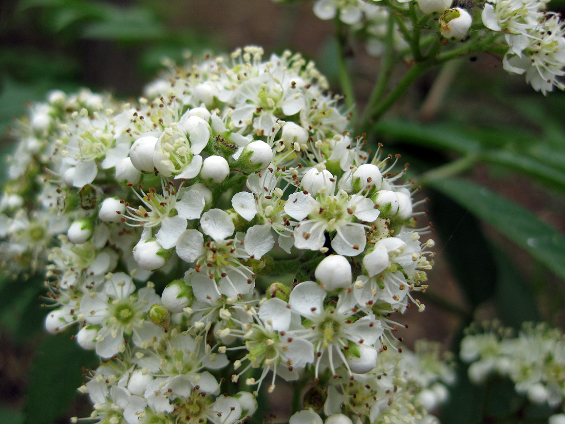 Image of Sorbus aucuparia specimen.