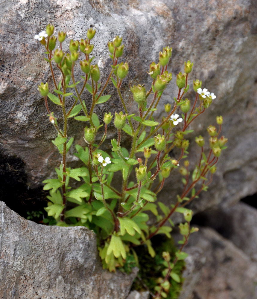 Изображение особи Saxifraga tridactylites.