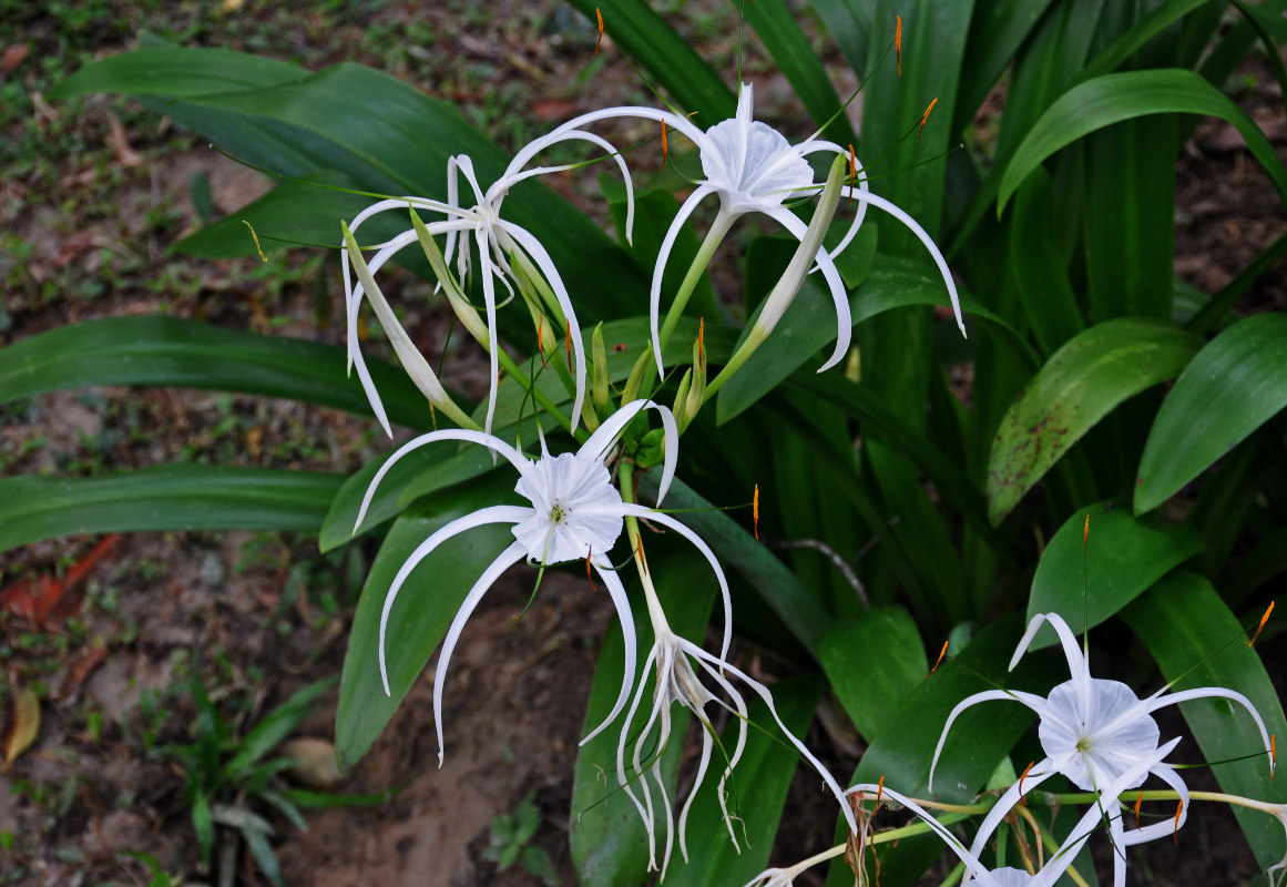 Изображение особи Hymenocallis speciosa.