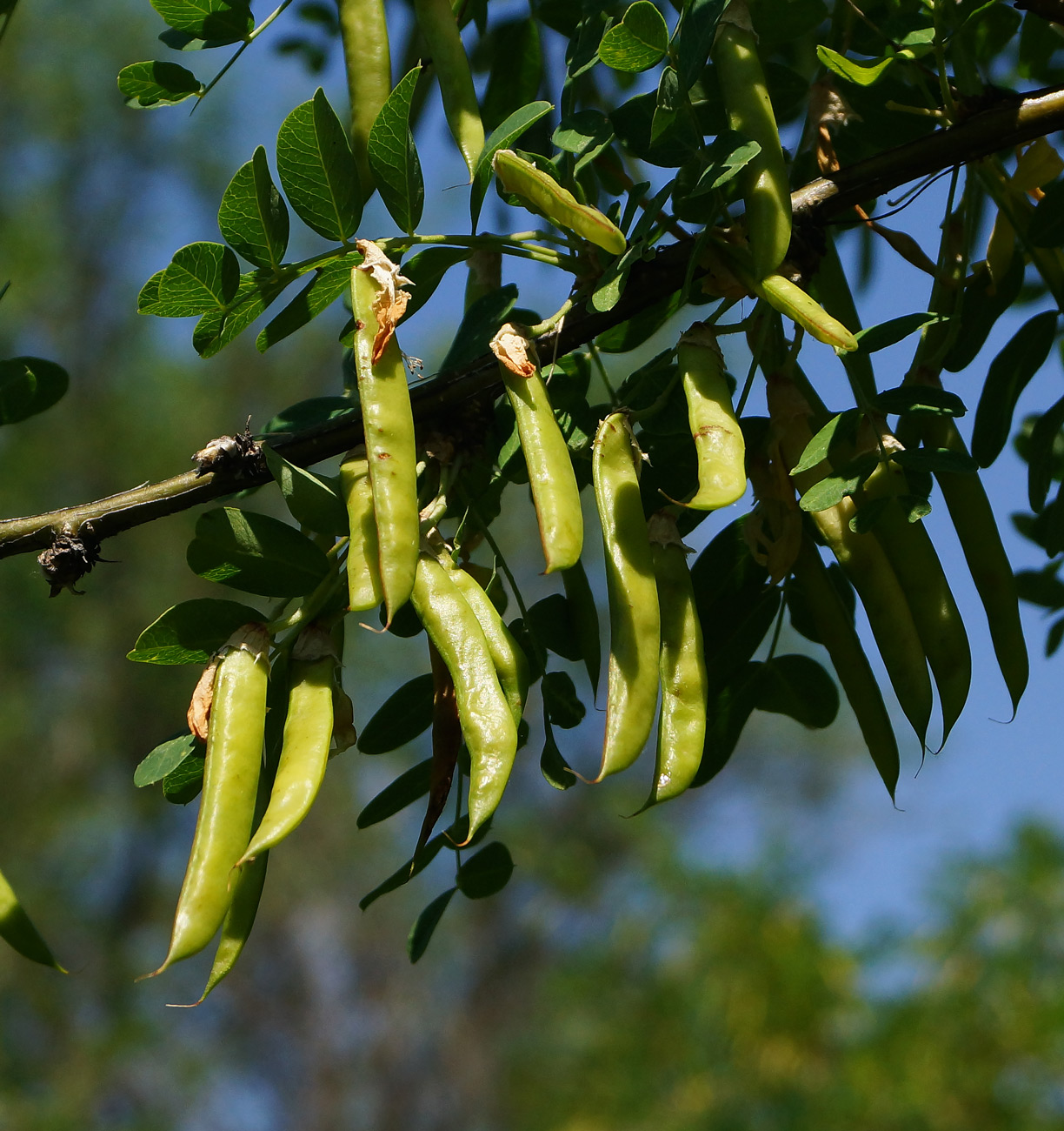 Image of Caragana arborescens specimen.