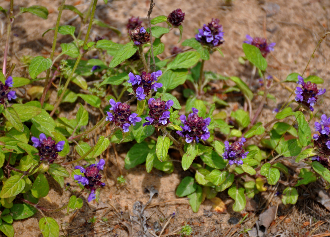 Image of Prunella vulgaris specimen.