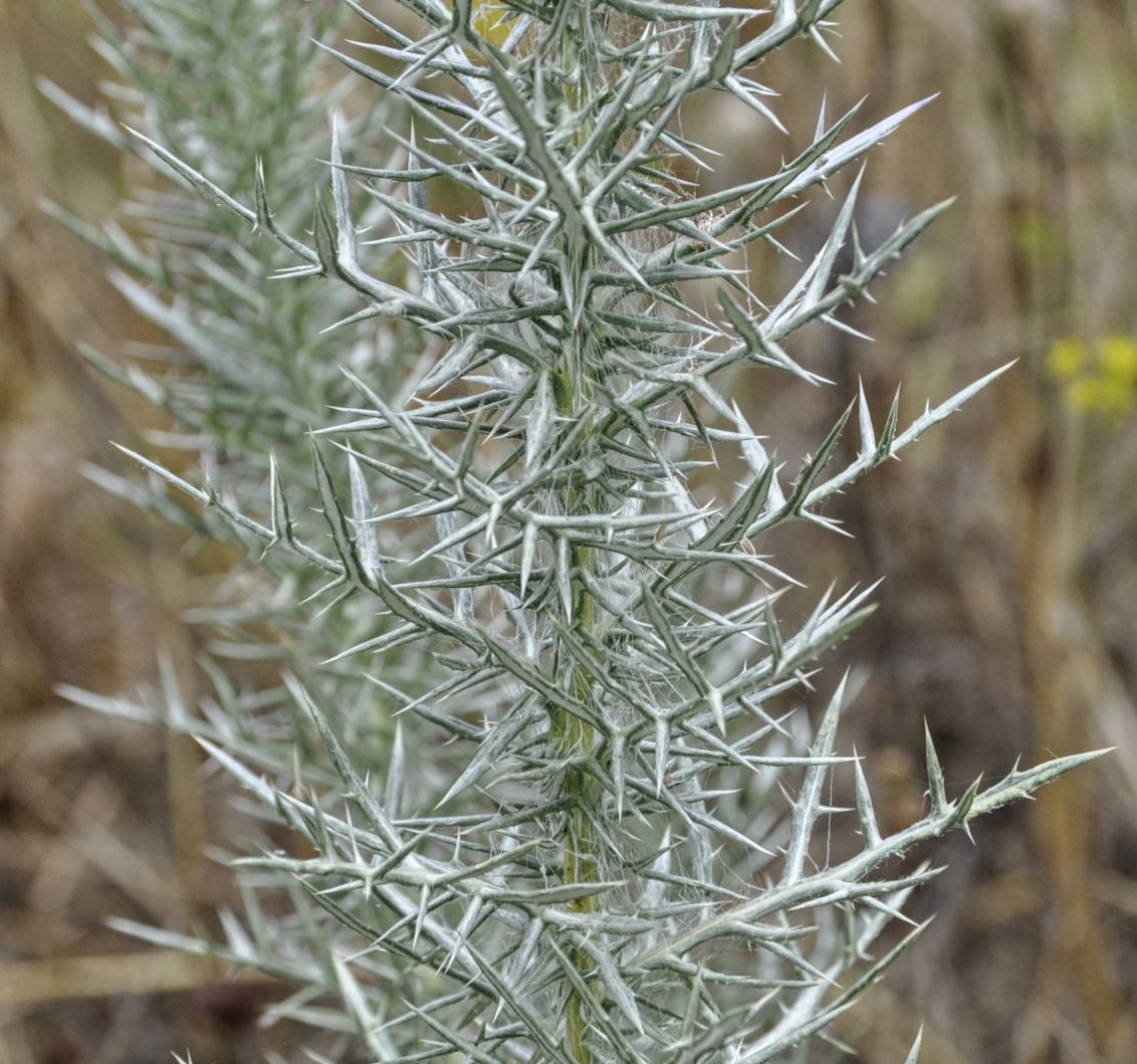 Image of Echinops graecus specimen.