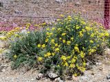 Achillea falcata