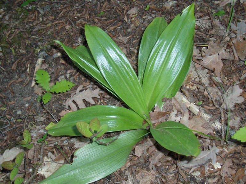 Image of Orchis purpurea specimen.