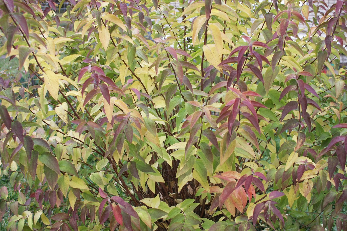 Image of Forsythia europaea specimen.