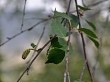 Betula czerepanovii