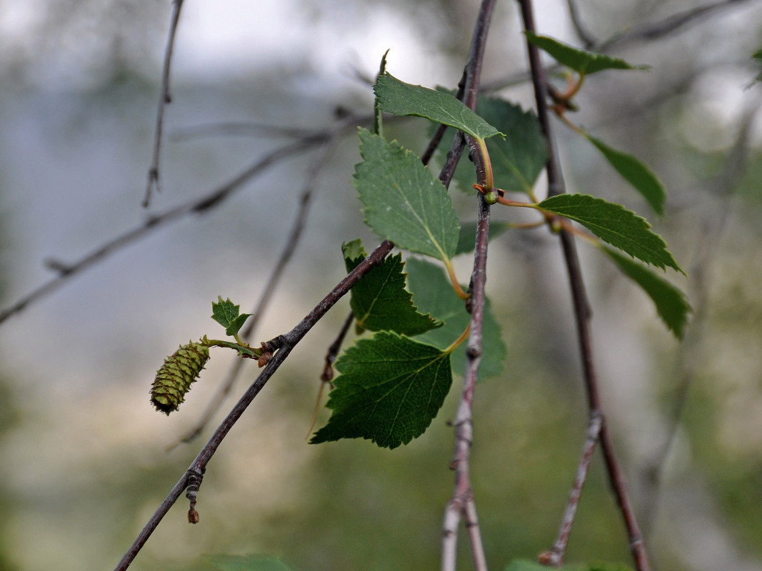 Image of Betula czerepanovii specimen.