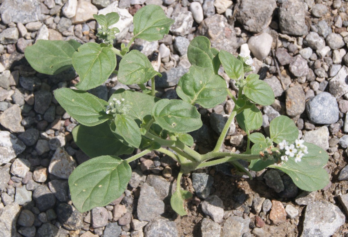 Image of genus Heliotropium specimen.