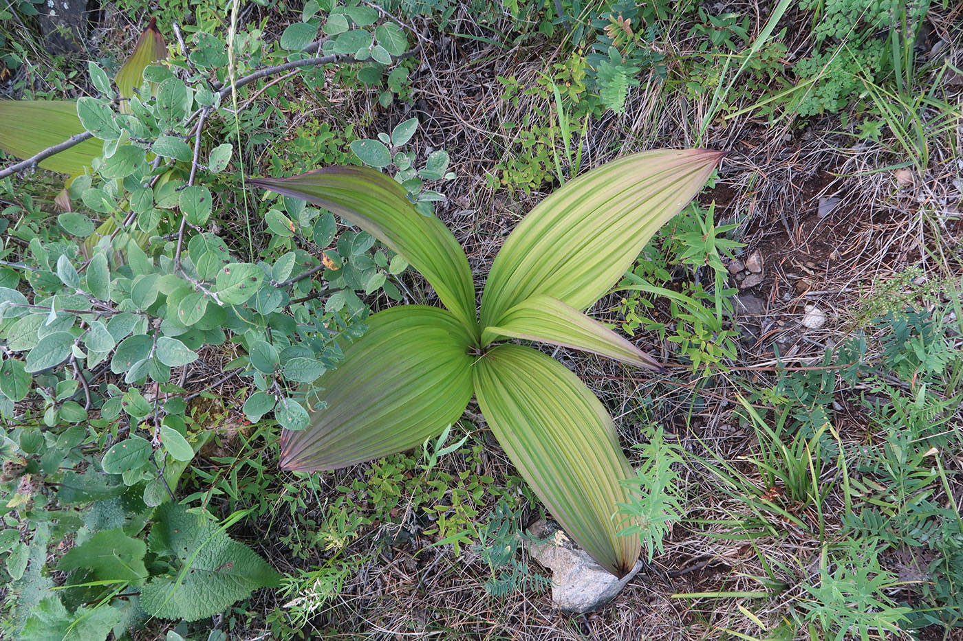 Image of Veratrum nigrum specimen.