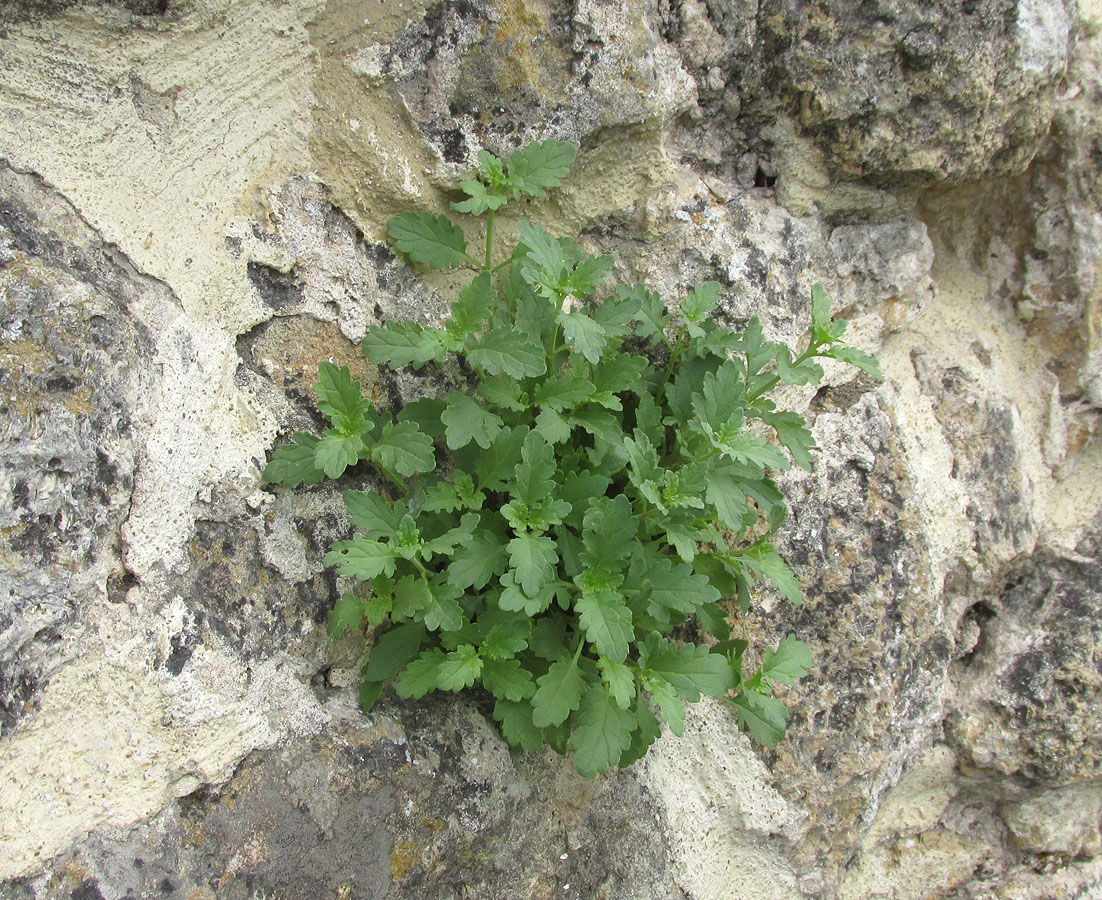 Изображение особи Scrophularia rupestris.