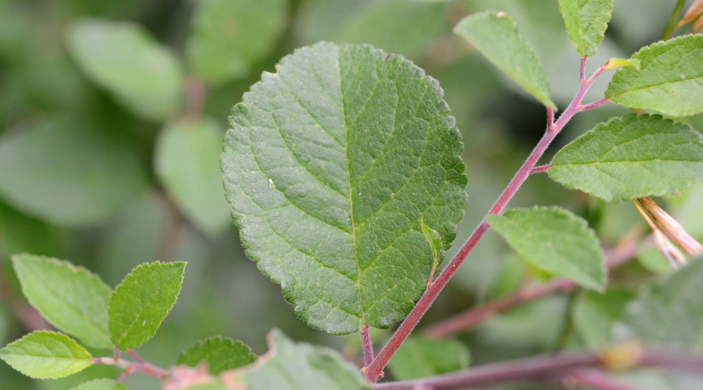 Image of Prunus spinosa specimen.