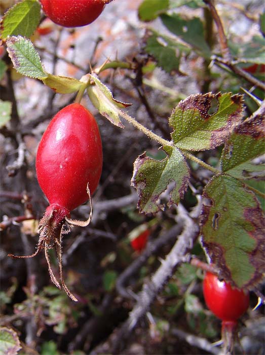 Image of Rosa pulverulenta specimen.