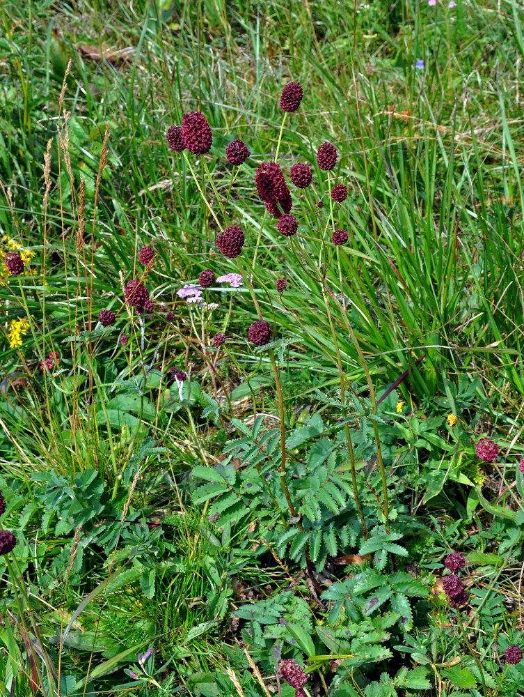 Изображение особи Sanguisorba officinalis.