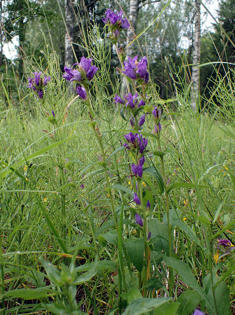 Image of Campanula glomerata specimen.