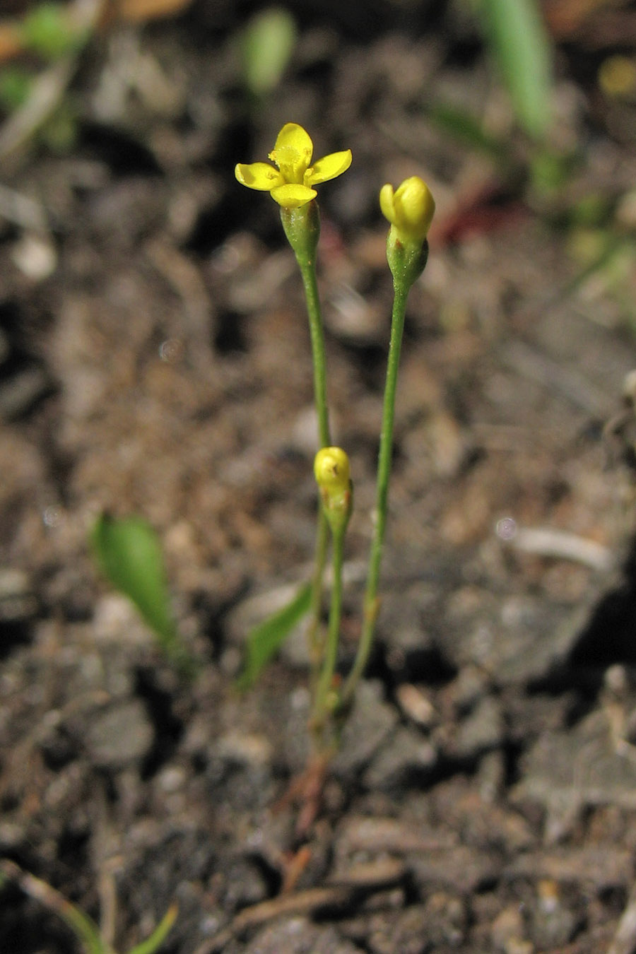 Image of Cicendia filiformis specimen.