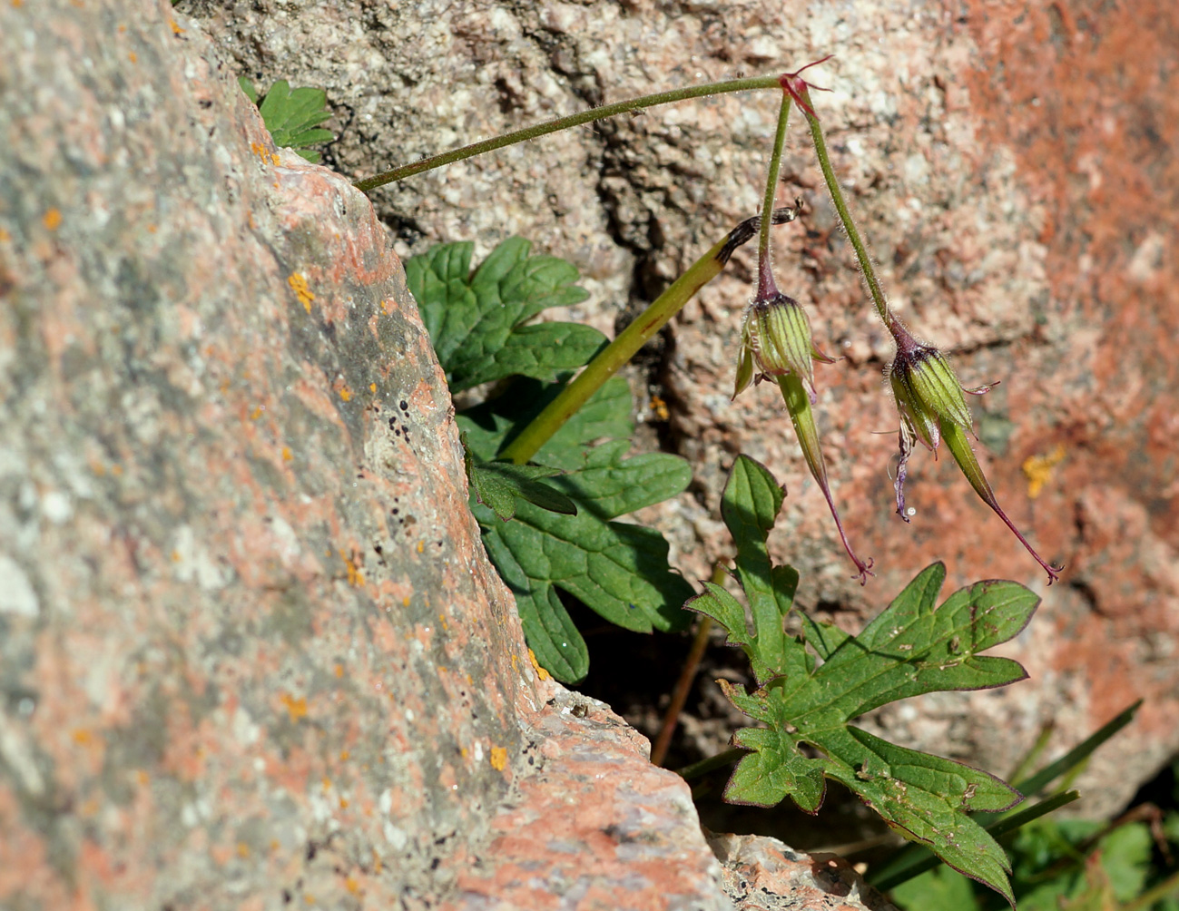 Image of Geranium saxatile specimen.