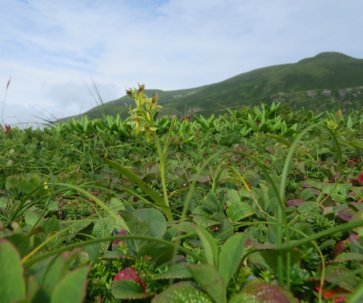 Изображение особи Platanthera tipuloides.