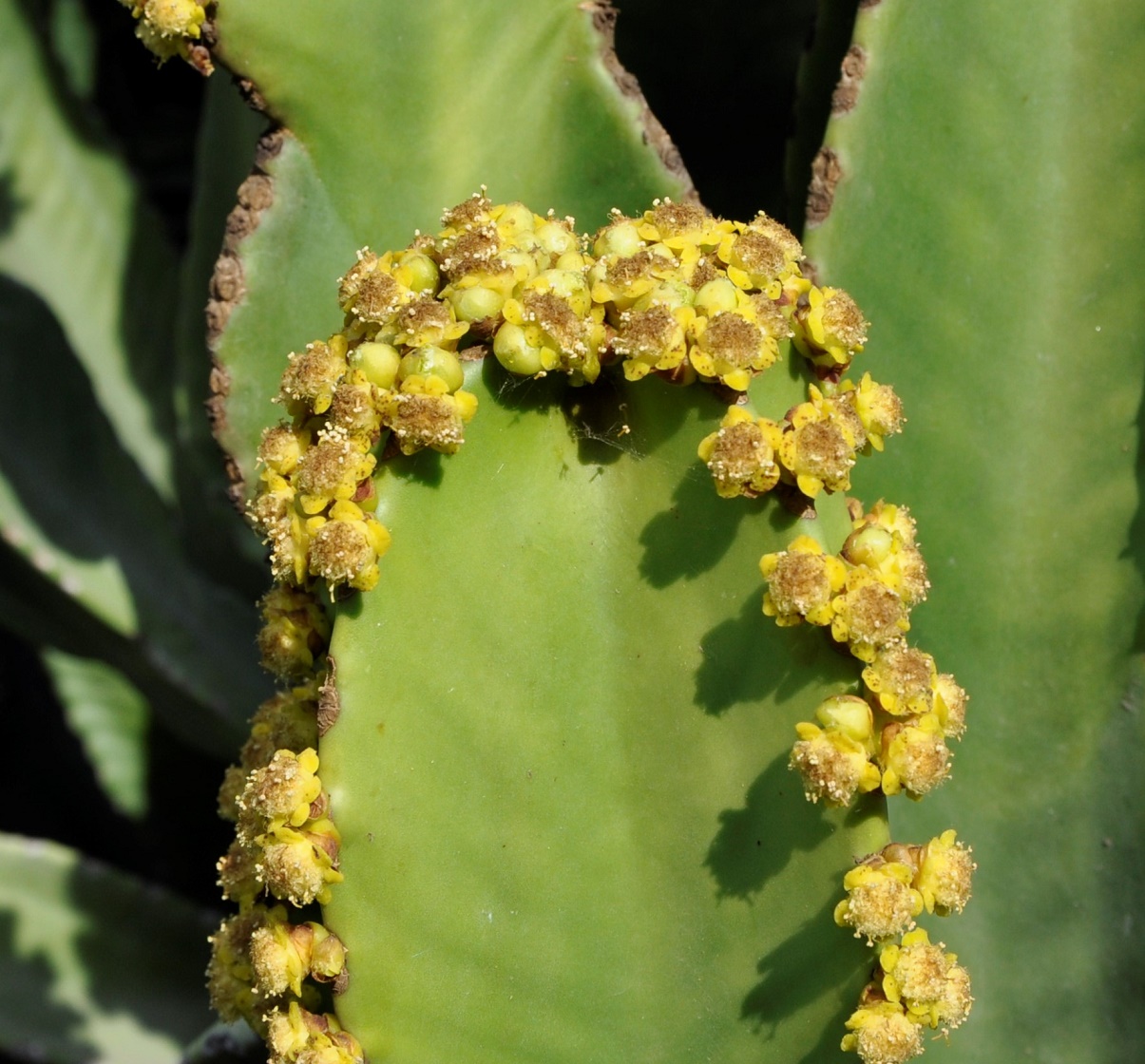 Изображение особи Euphorbia ingens.