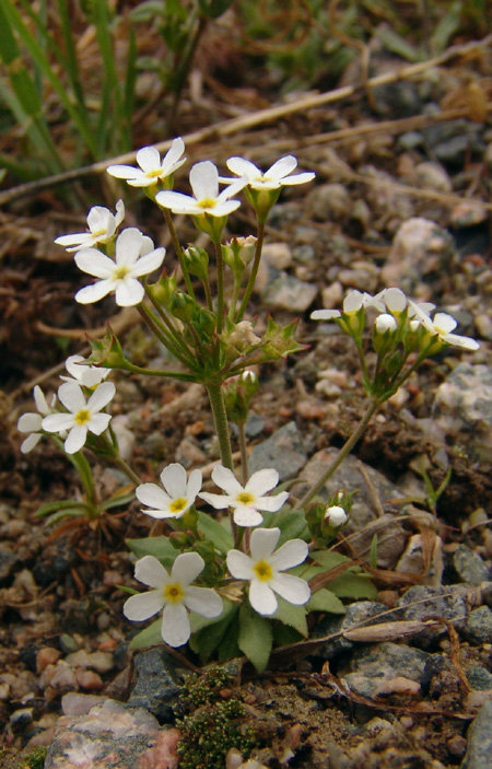 Image of Androsace fedtschenkoi specimen.