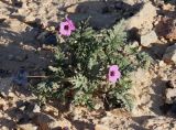 Erodium crassifolium