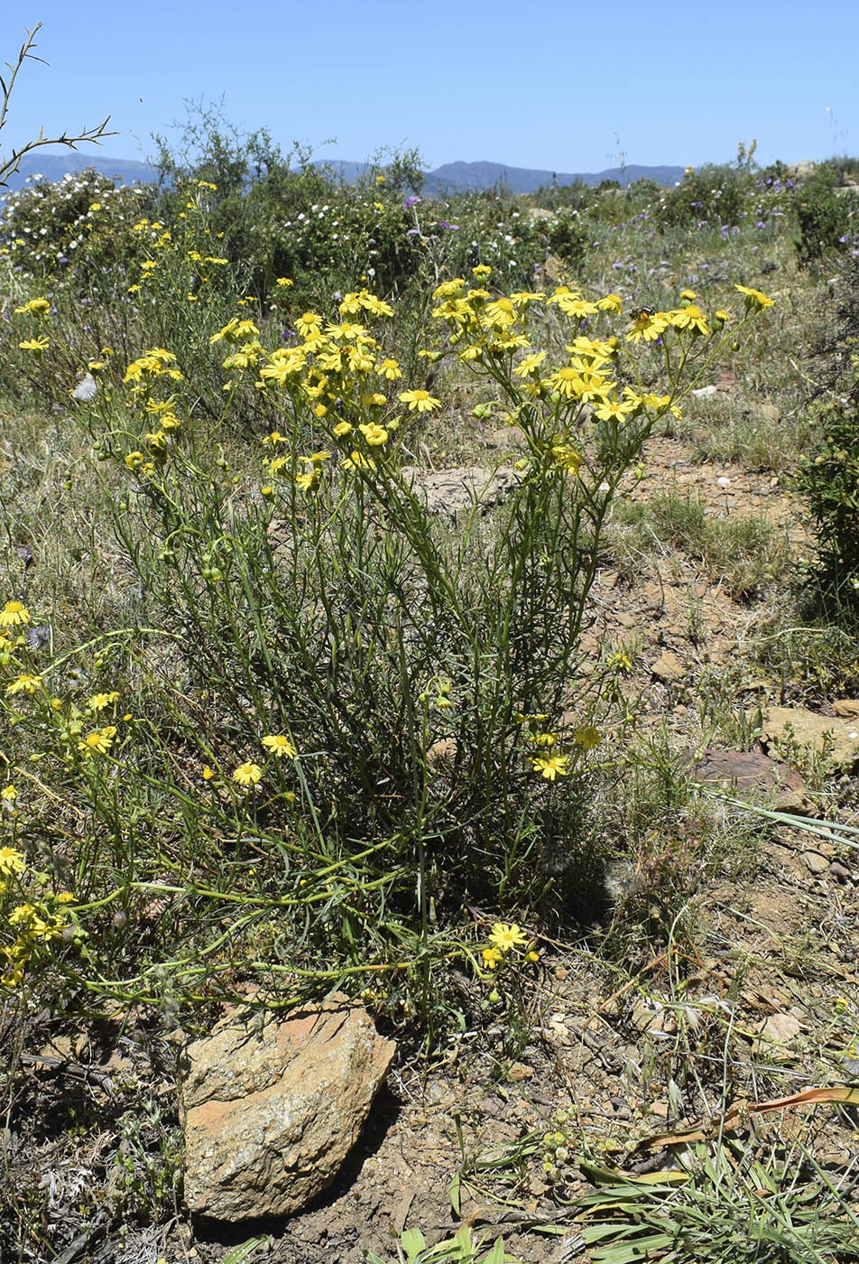 Image of Senecio inaequidens specimen.