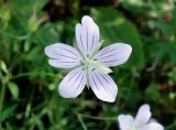 Geranium dahuricum. Цветок. Приморский край, окр. пос. Михайловка, подножье холма. 29.08.2019.