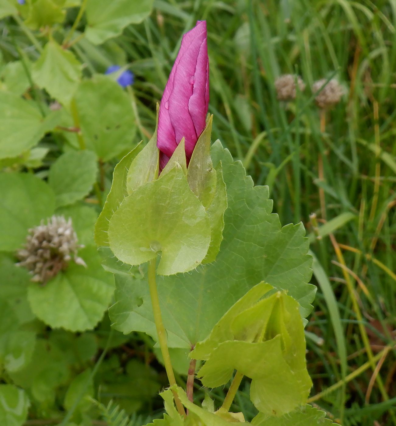 Image of Malope trifida specimen.