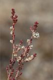 Calluna vulgaris. Верхушки веточек вегетирующего растения с прошлогодними сухими плодами. Ленинградская обл., Кингисеппский р-н, берег р. Луга, молодые посадки Pinus sylvestris на месте вырубленного соснового леса. 02.05.2020.