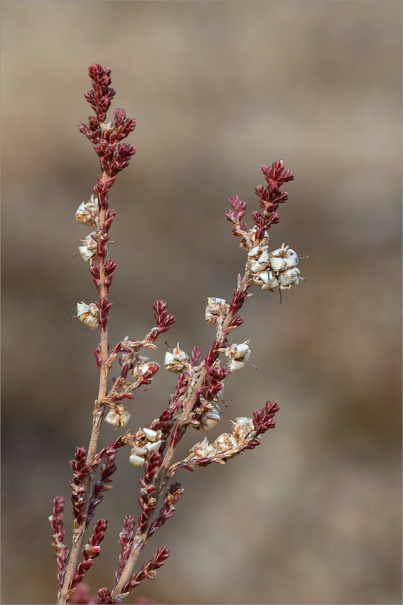 Image of Calluna vulgaris specimen.