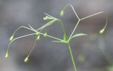 Galium tenuissimum. Часть соплодия. Крым, Бахчисарайский р-н, окр. с. Трудолюбовка. 20.07.2010.