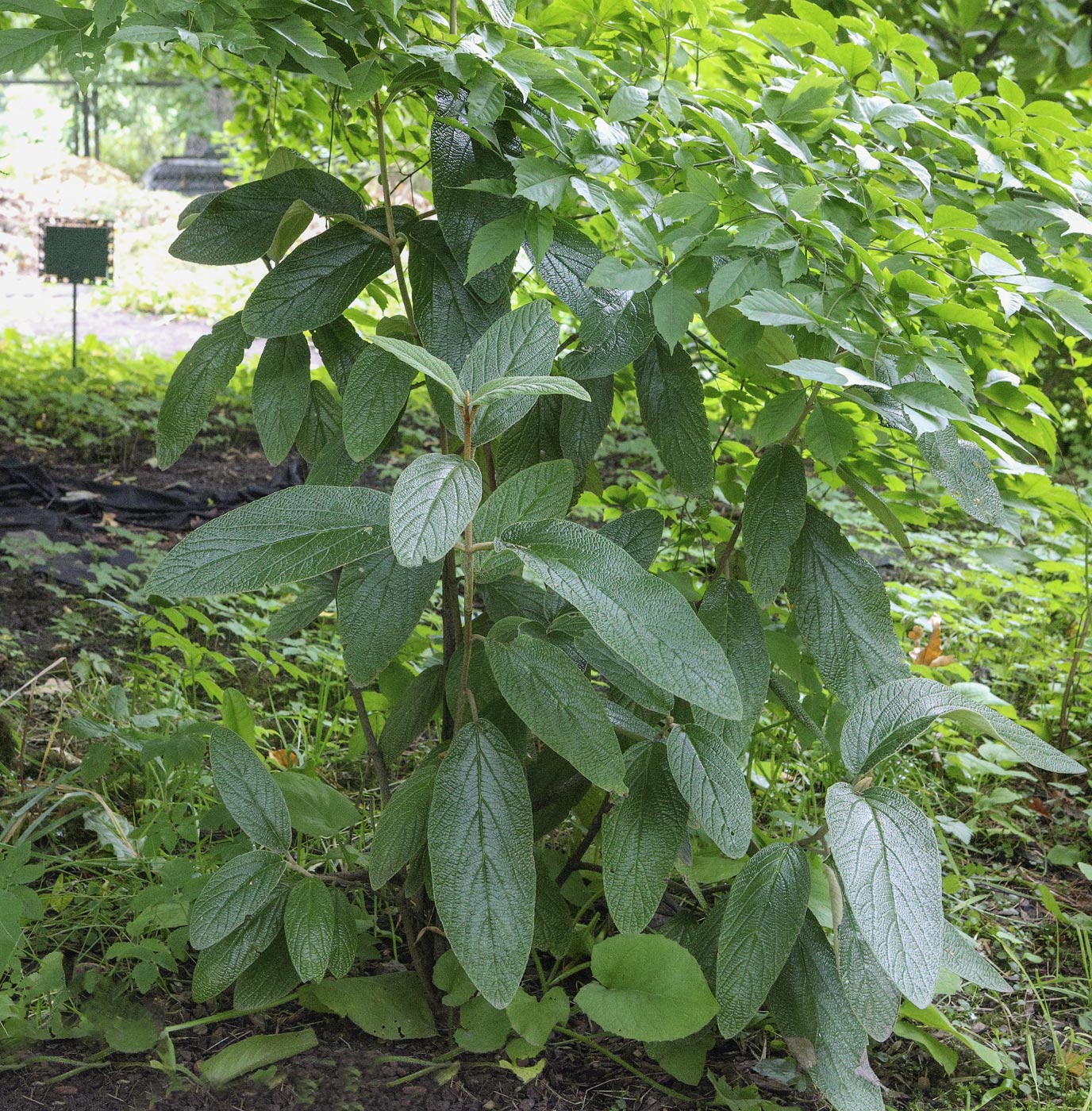 Image of Viburnum rhytidophyllum specimen.