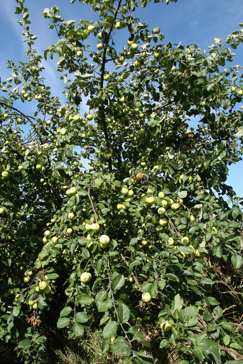 Image of Malus domestica specimen.