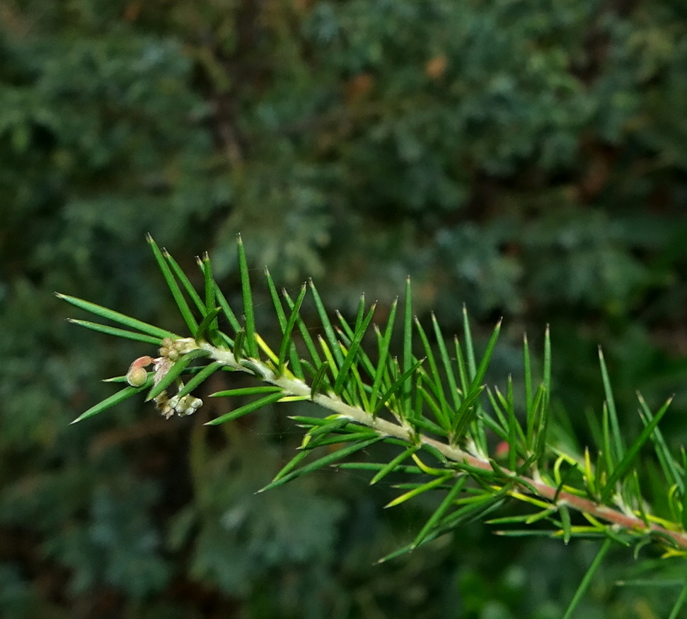 Image of Erica arborea specimen.