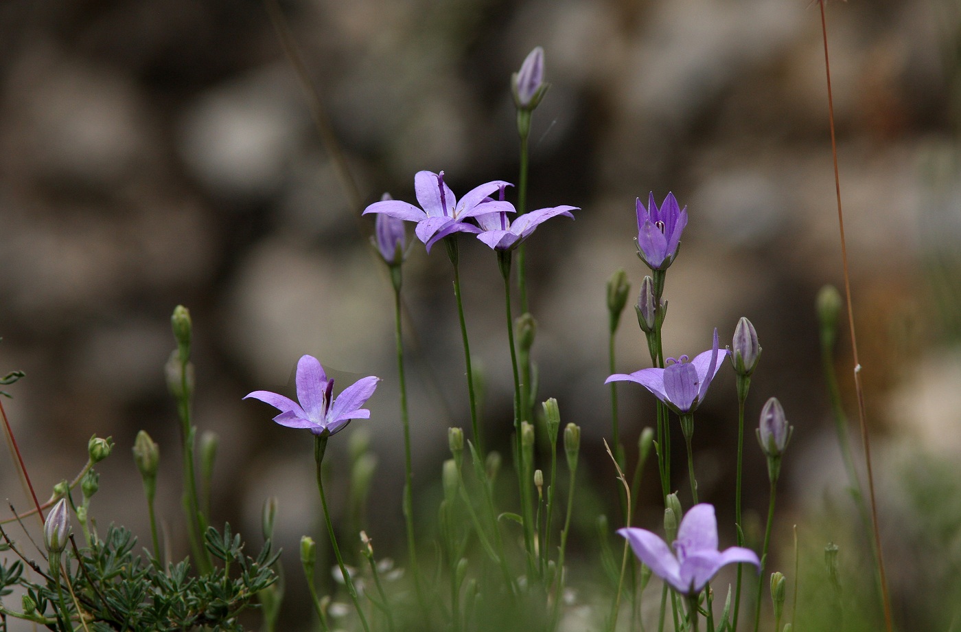 Изображение особи Campanula alberti.